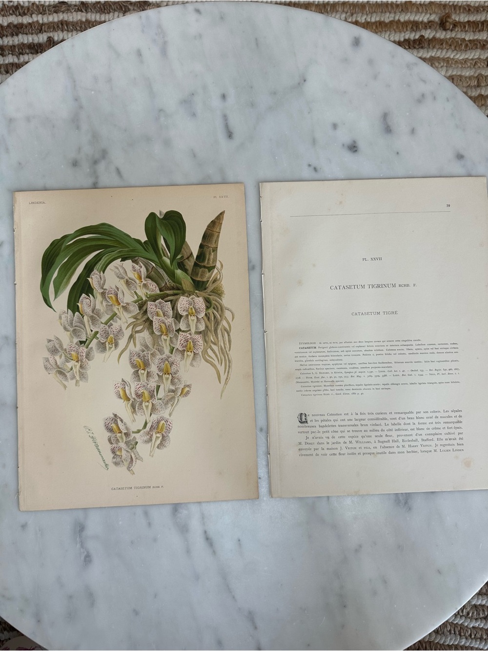 1885 Lindenia plate featuring Catasetum tigrinum (Plate XXVII) Chromolithograph